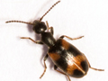 Anthicus antherinus